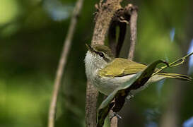 Uganda Woodland Warbler