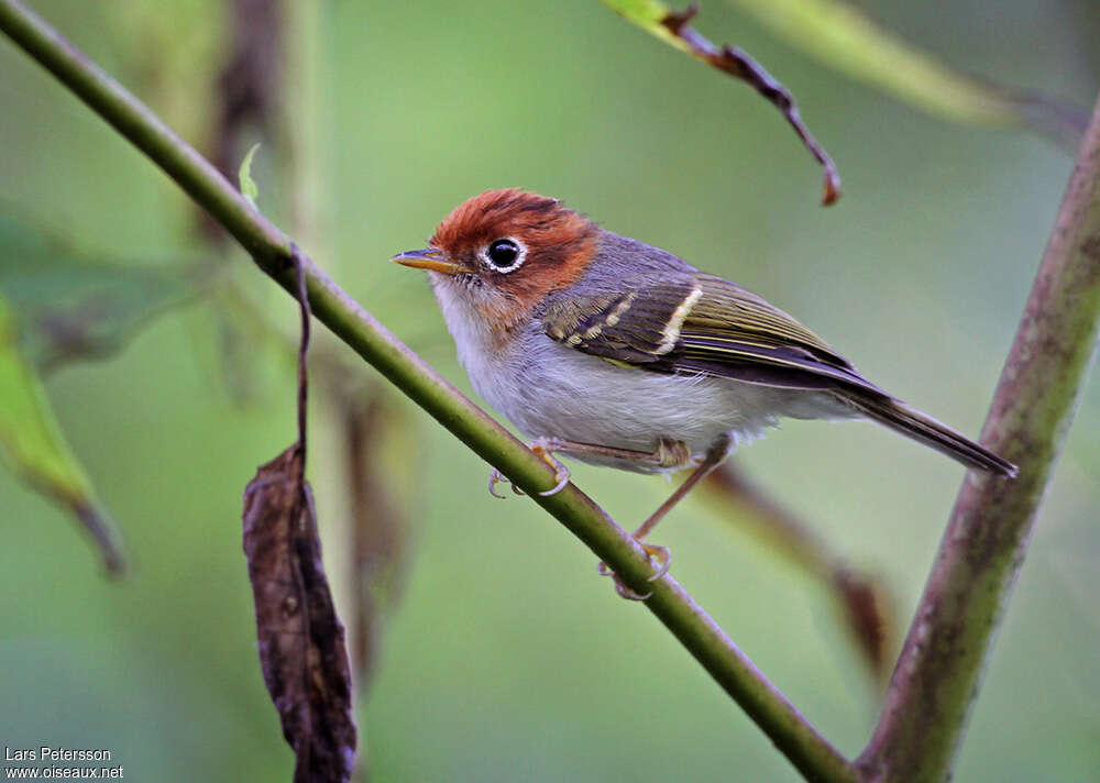 Sunda Warbleradult, identification