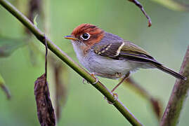 Sunda Warbler