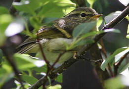 Sichuan Leaf Warbler