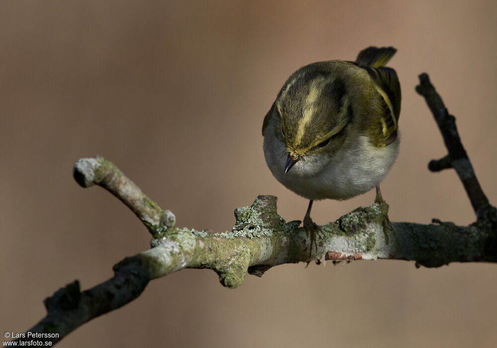 Pallas's Leaf Warbler