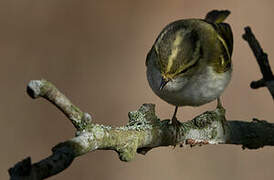 Pallas's Leaf Warbler