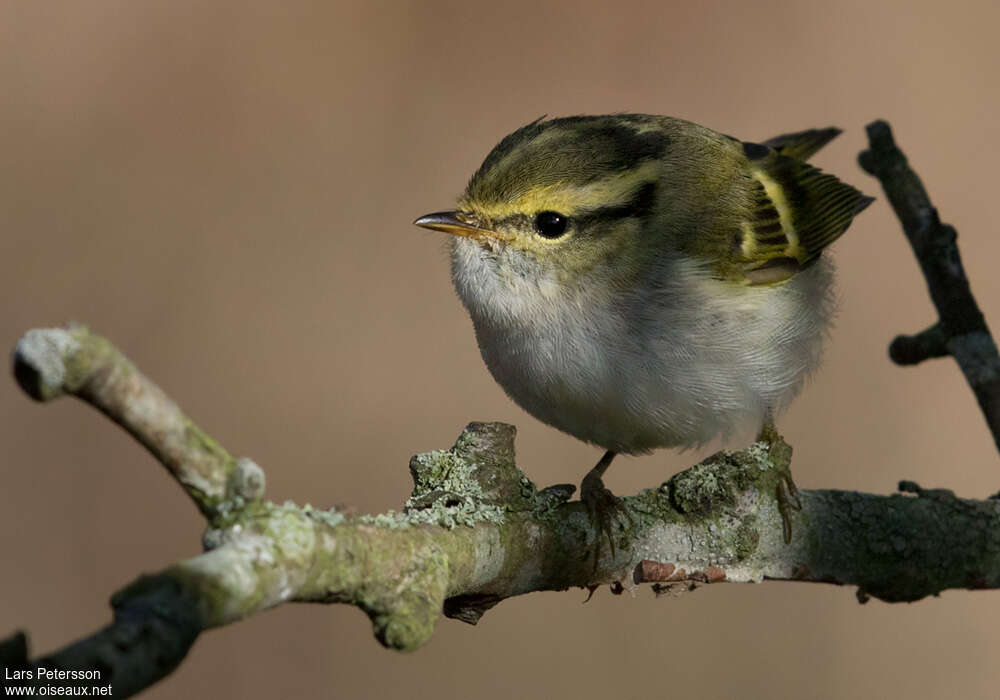 Pallas's Leaf Warbler, close-up portrait, pigmentation