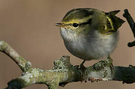 Pallas's Leaf Warbler