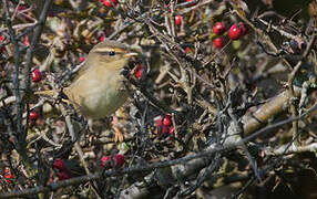 Radde's Warbler