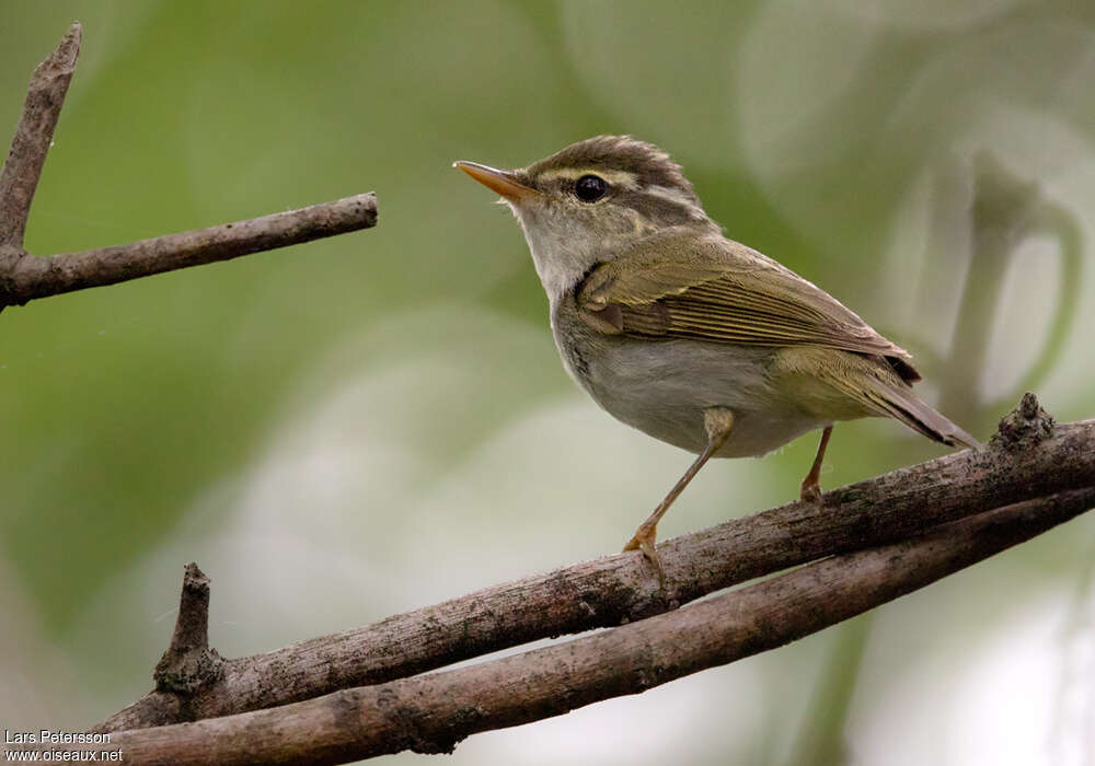 Eastern Crowned Warbleradult, identification