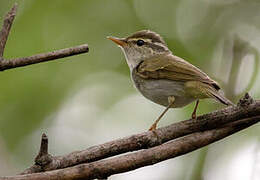 Eastern Crowned Warbler