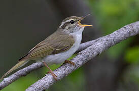 Eastern Crowned Warbler