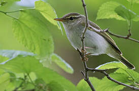 Eastern Crowned Warbler