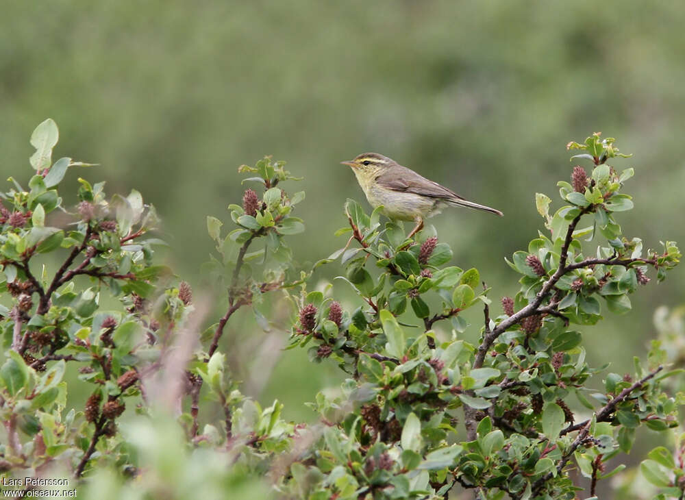 Tickell's Leaf Warbleradult, identification