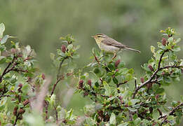 Tickell's Leaf Warbler