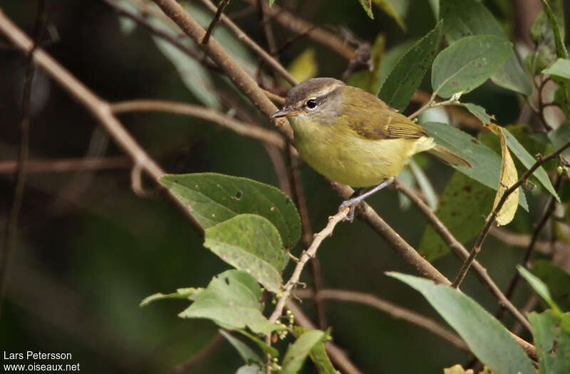 Timor Leaf Warbler, identification
