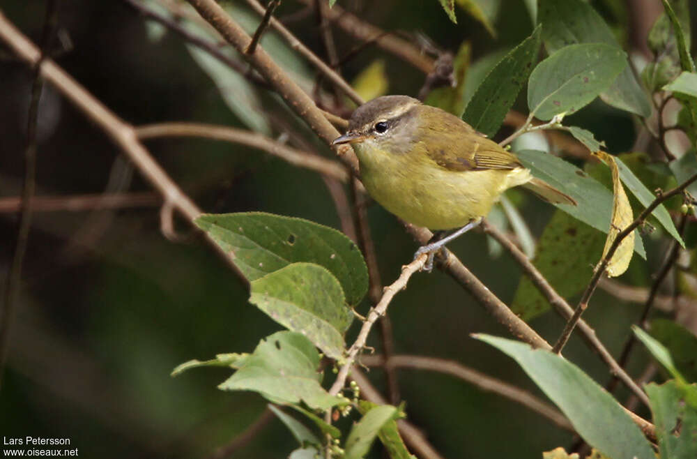 Pouillot de Timor, identification