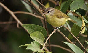 Timor Leaf Warbler