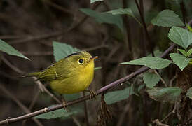 Whistler's Warbler