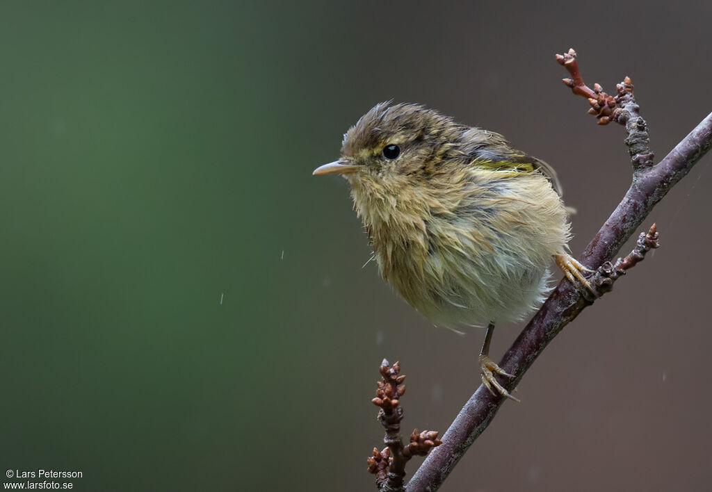 Canary Islands Chiffchaff