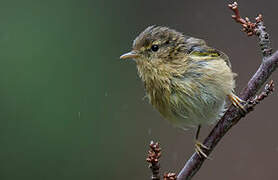 Canary Islands Chiffchaff