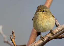 Canary Islands Chiffchaff