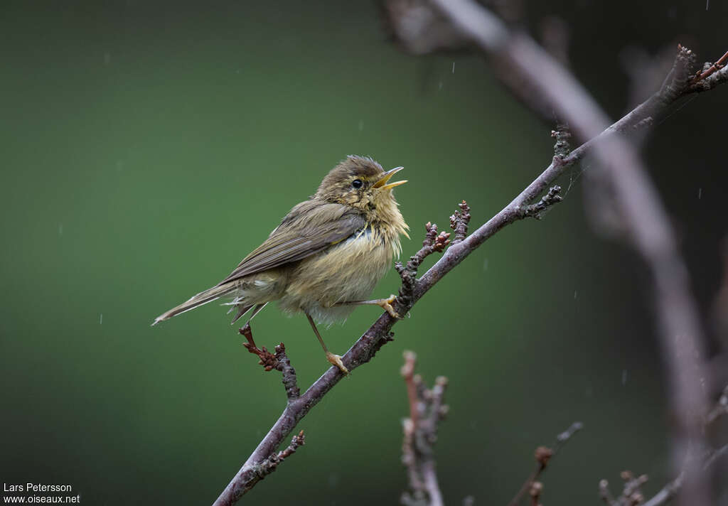 Canary Islands Chiffchaff male adult