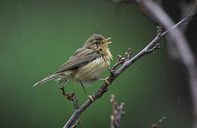 Canary Islands Chiffchaff