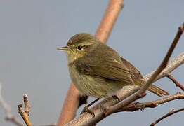 Canary Islands Chiffchaff