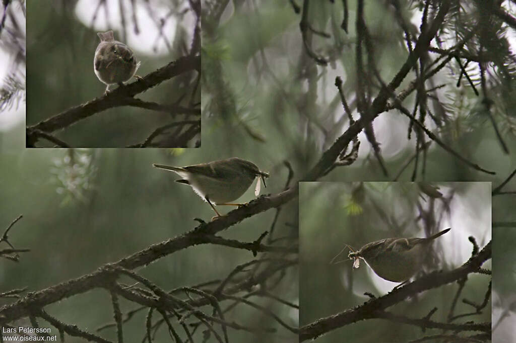 Gansu Leaf Warbleradult, identification