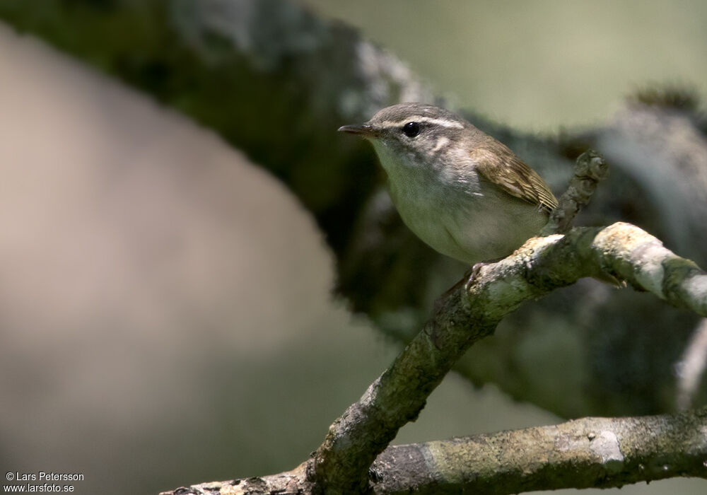 Sakhalin Leaf Warbler