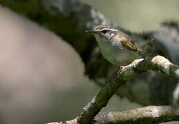 Sakhalin Leaf Warbler