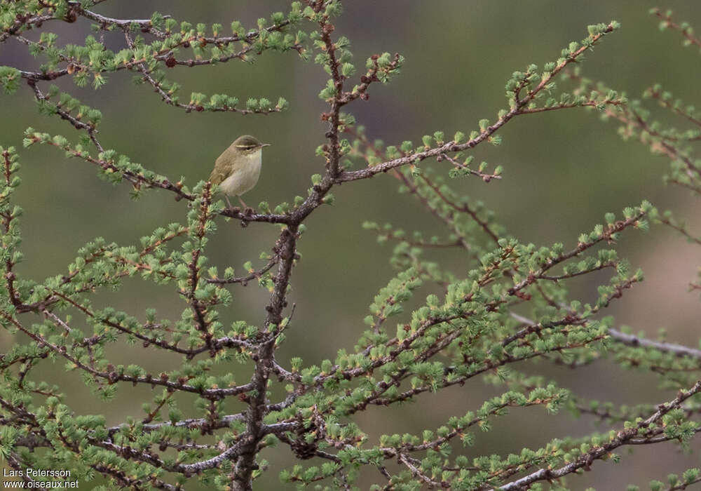 Pouillot du Pacifique, identification