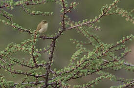 Japanese Leaf Warbler