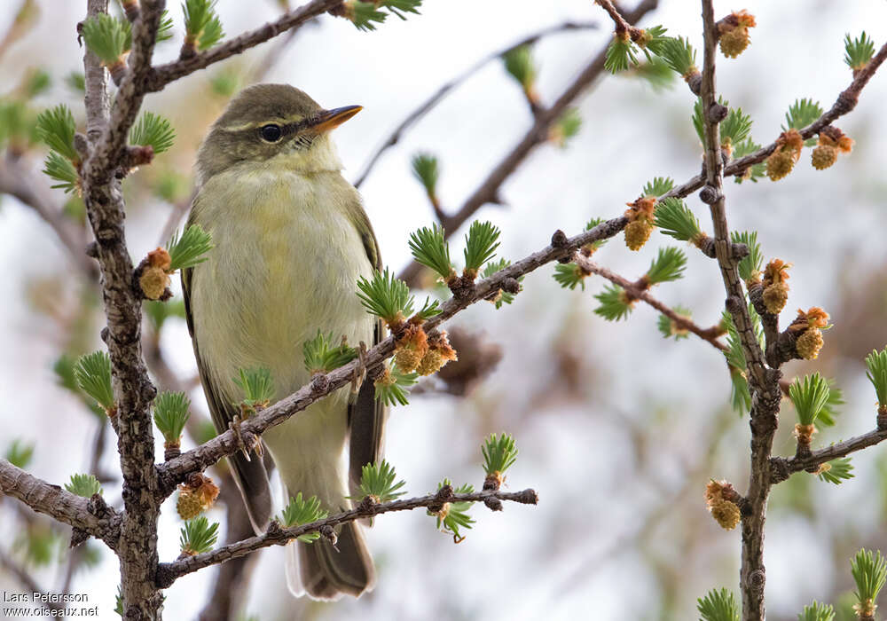 Japanese Leaf Warbler, close-up portrait