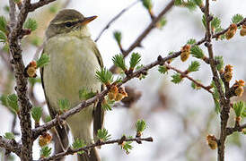 Japanese Leaf Warbler