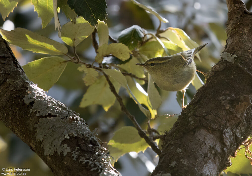 Buff-barred Warbler