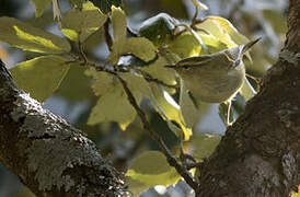 Buff-barred Warbler