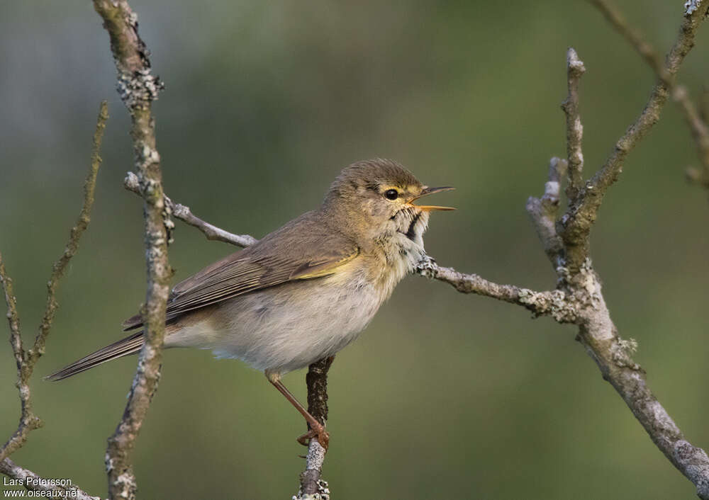 Willow Warbler male adult, song