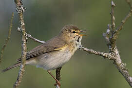 Willow Warbler