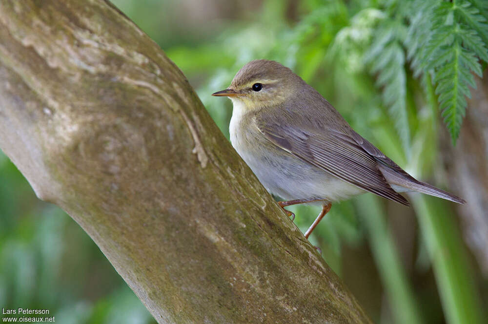 Pouillot fitisadulte, identification