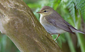 Willow Warbler