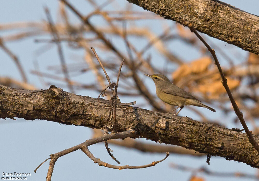 Sulphur-bellied Warbler