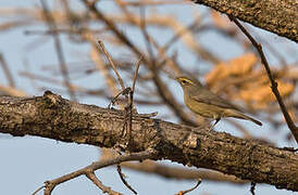 Sulphur-bellied Warbler