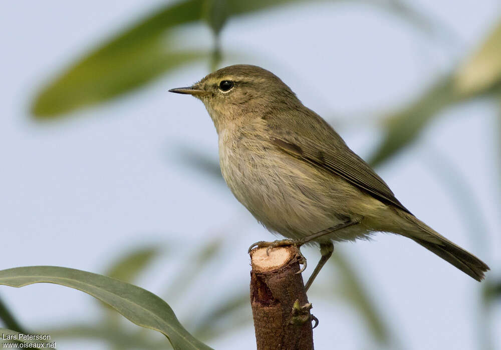 Iberian Chiffchaffadult post breeding, identification