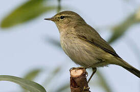 Iberian Chiffchaff