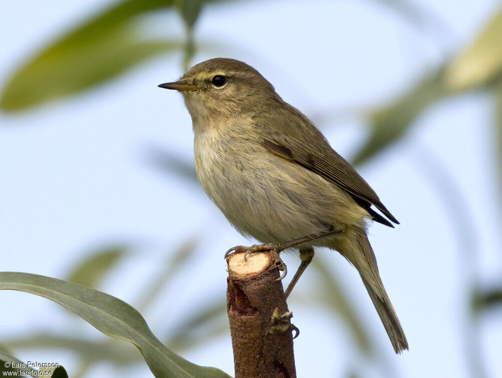 Iberian Chiffchaff