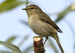 Iberian Chiffchaff