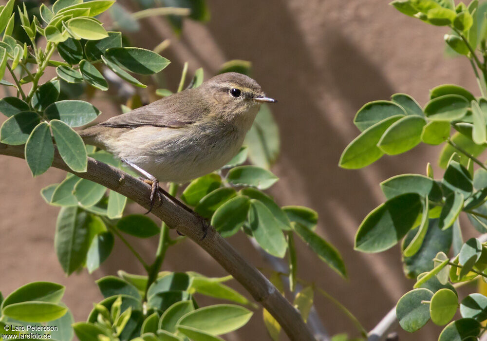 Iberian Chiffchaff