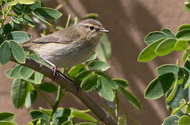 Iberian Chiffchaff