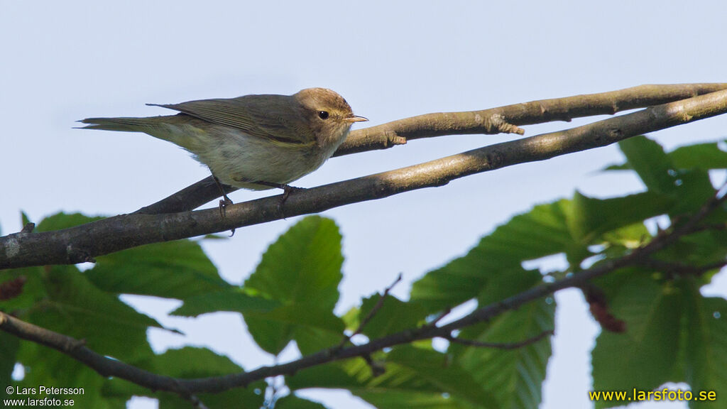 Mountain Chiffchaffadult, habitat, pigmentation