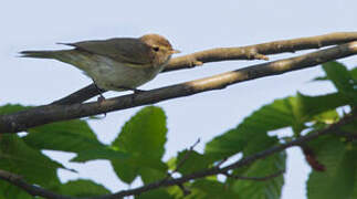 Mountain Chiffchaff