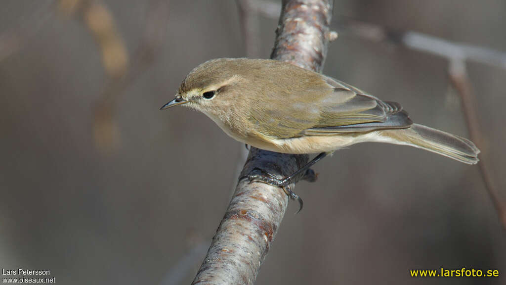 Mountain Chiffchaffadult, pigmentation