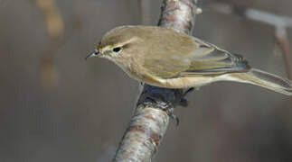 Mountain Chiffchaff